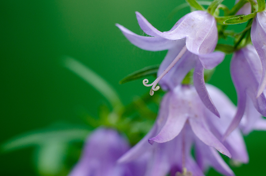 Campanula