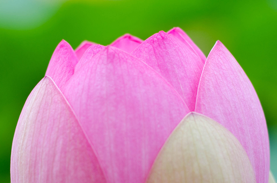 Sacred Lotus