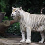 White tiger 5