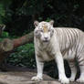 White tiger 6