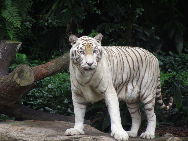White tiger 6