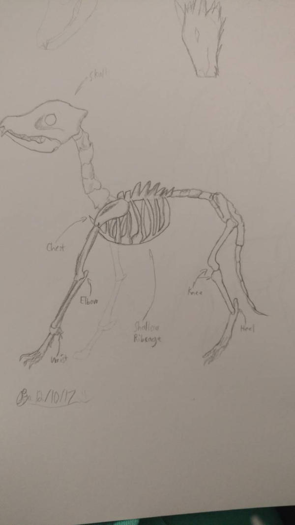 Fox Anatomy by Ajilon on DeviantArt