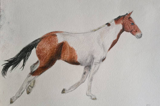 Horse Drawing Practice