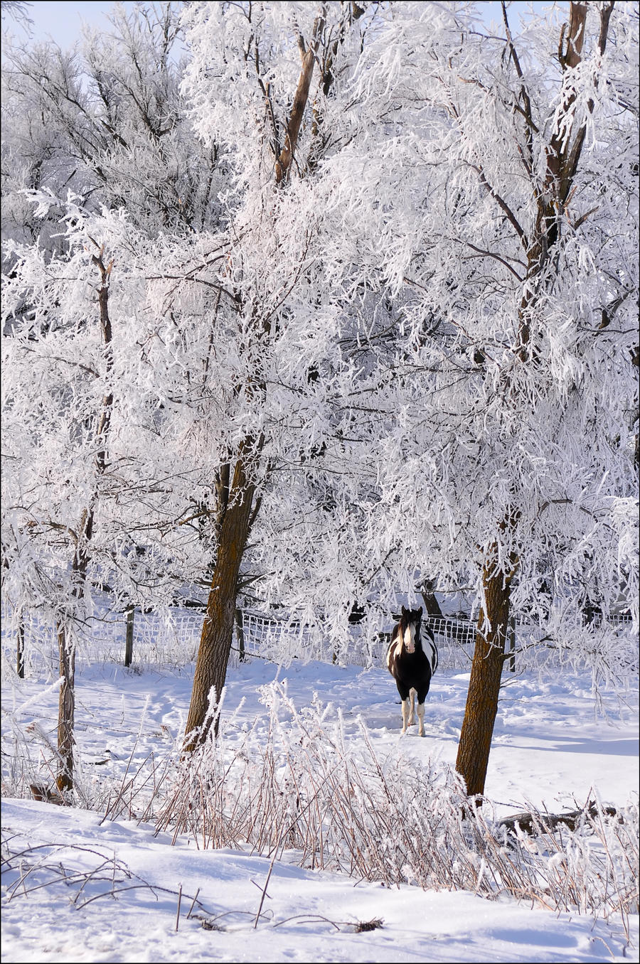 Curious Horse on Frosty Mornin