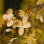 Fall Flowers