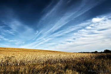 Skies of Blue,Fields of Gold