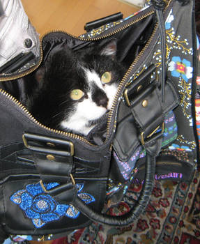 kitty bag