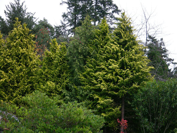 lime green trees by dazed-94 on DeviantArt