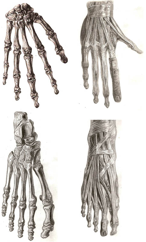 Hand and Feet Anatomy Study