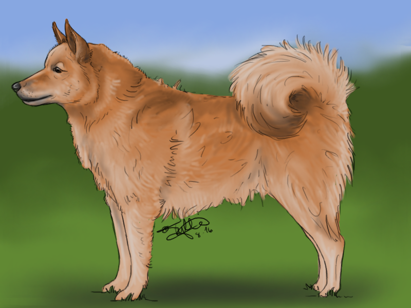 Finnish Spitz by KnifeInToaster