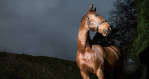 Equine-photograph 0