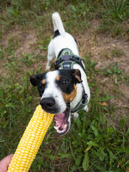 Corndog