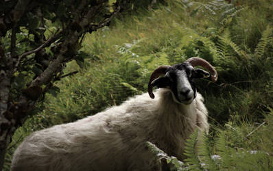 Dweller of the Fairy Glen