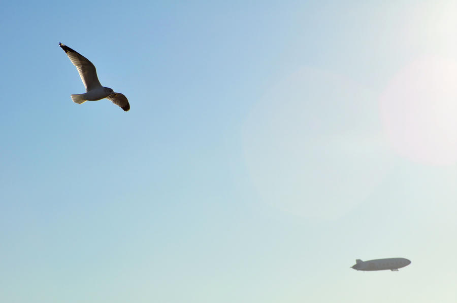 The Evolution of Flight by TrueDragon13 on DeviantArt