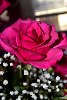 Pink Rose 15