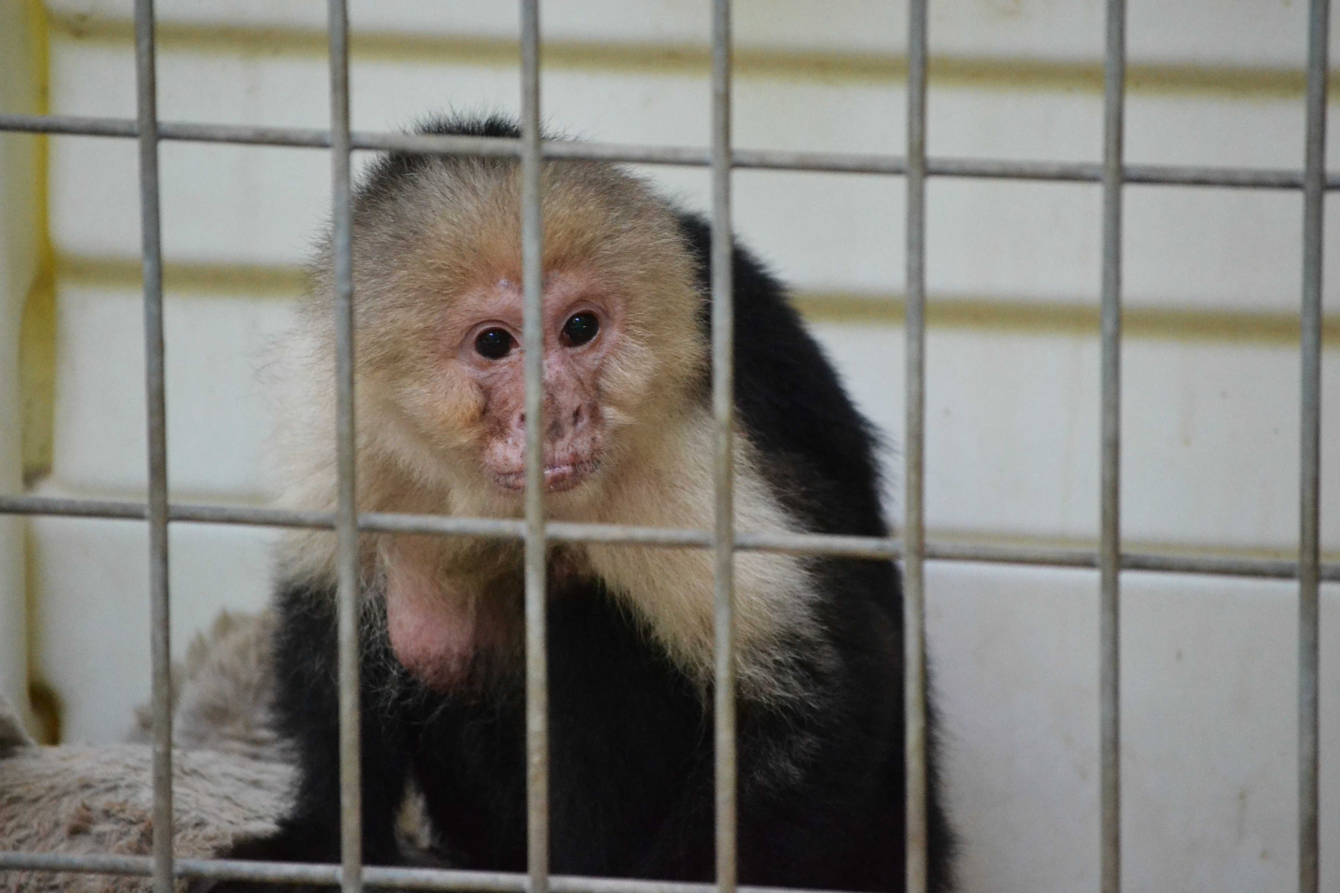 Waccatee Zoo Capuchin