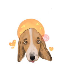 Basset hound