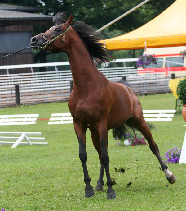 awkward positions 10 by Jello88 on DeviantArt