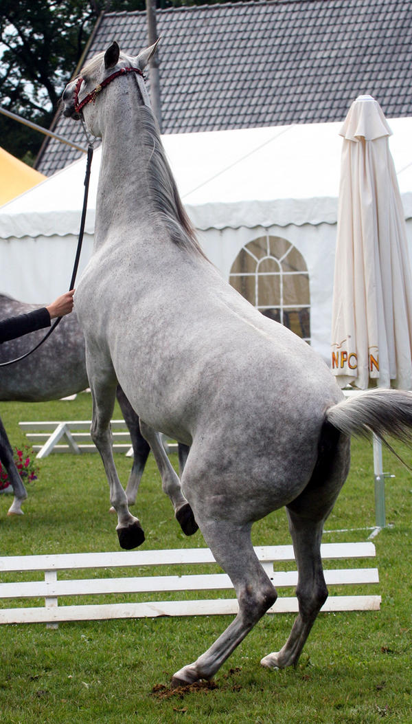 awkward positions 28 by Jello88 on DeviantArt