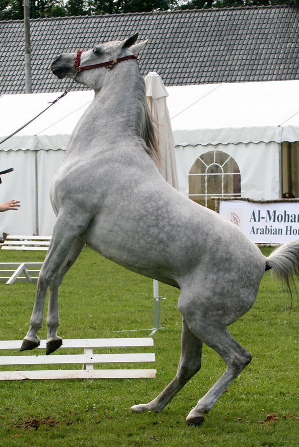 awkward positions 29 by Jello88 on DeviantArt