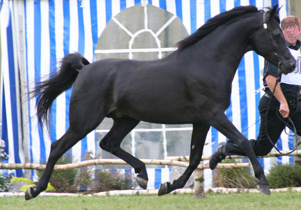 trotting black