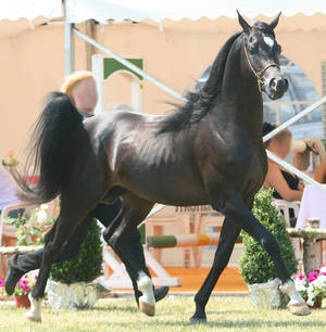 Black Stallion II