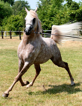 Fast Trot