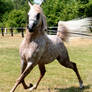 Fast Trot