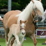 Haflinger mother and foal