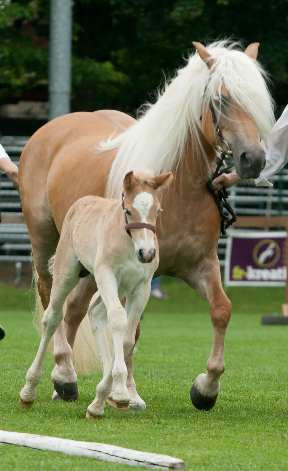 Haflinger mother and foal