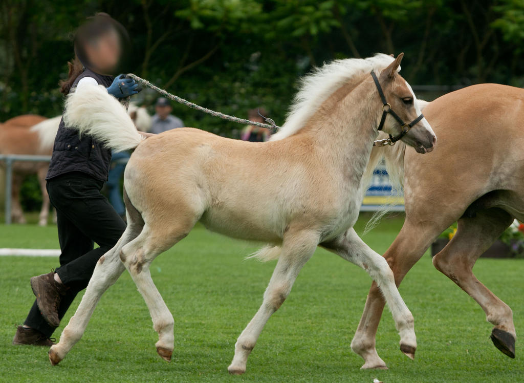 Haflinger Foal Trotting