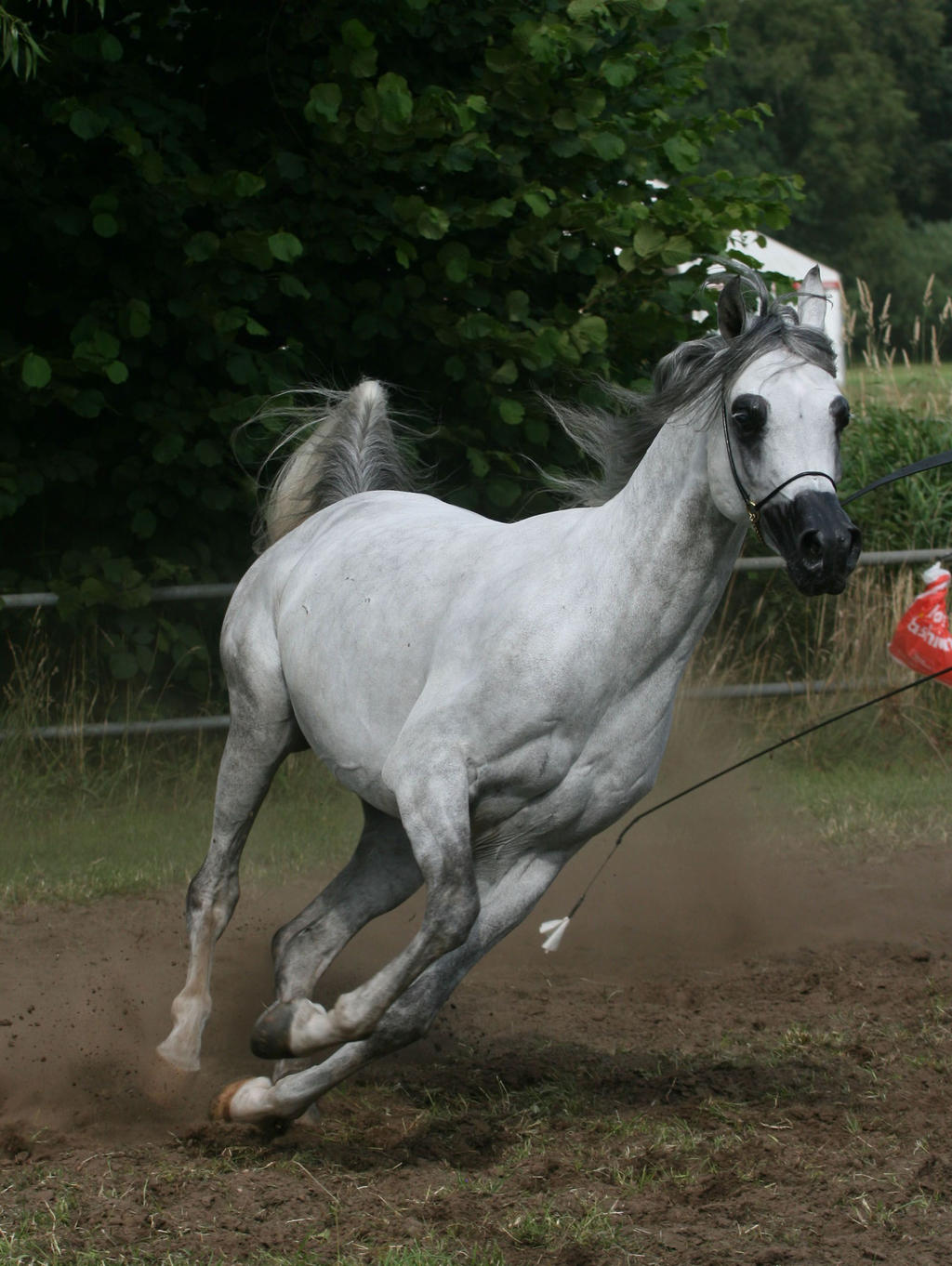 Grey Arabian Canter