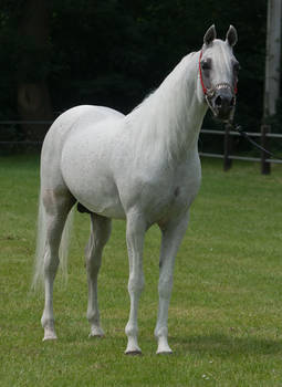 Curious grey Arabian