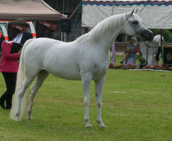 Grey Arabian Posing