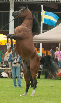 Brown Arabian Rearing V