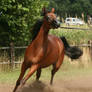 Brown Arabian Canter III