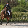 Dressage Horse