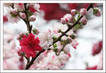 Spring is Here 3 by kucingitem