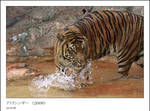 Sumatra Tiger 3 by kucingitem