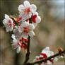 Ume or Plum Blossom 4