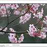 Sakura Blossom 2