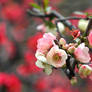 Spring Blossom 2