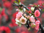 Spring Blossom 2 by kucingitem