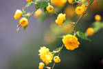Street Flowers 3 by kucingitem