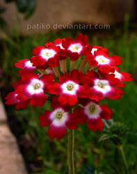 Little red flowers