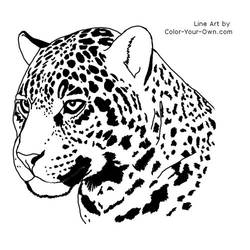 Jaguar Headstudy Coloring Page