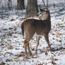 Deer Snow Stock Image 01