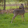 Sunny Day Deer Stock Image 02