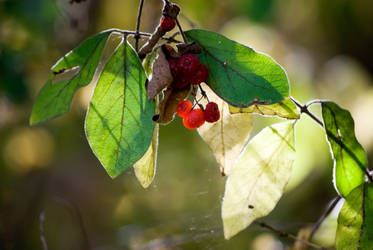 Green Nature Stock Images 3