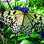 Rice Paper Butterfly